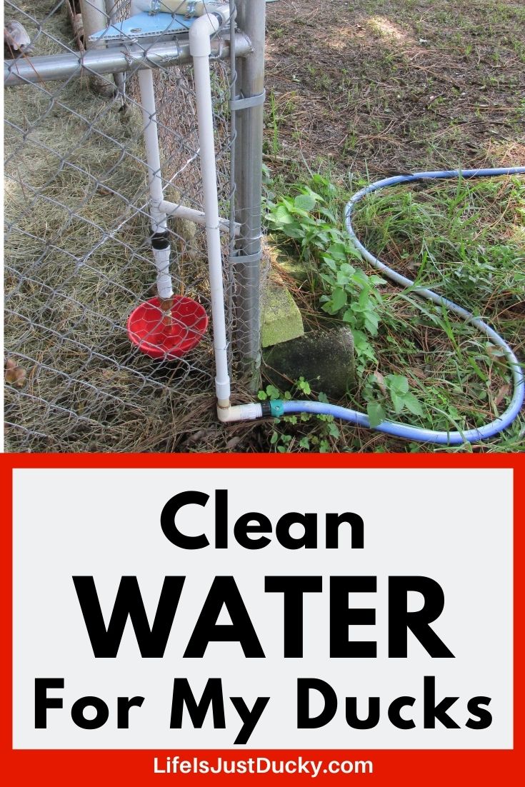 How To Get Clean Water For My Ducks