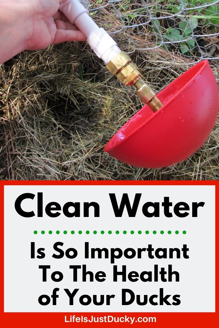 How To Get Clean Water For My Ducks
