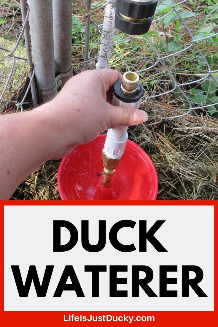 How To Get Clean Water For My Ducks