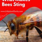 Honey bee. Prevent Bee Stings.