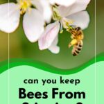 Honey bee on apple blossom.