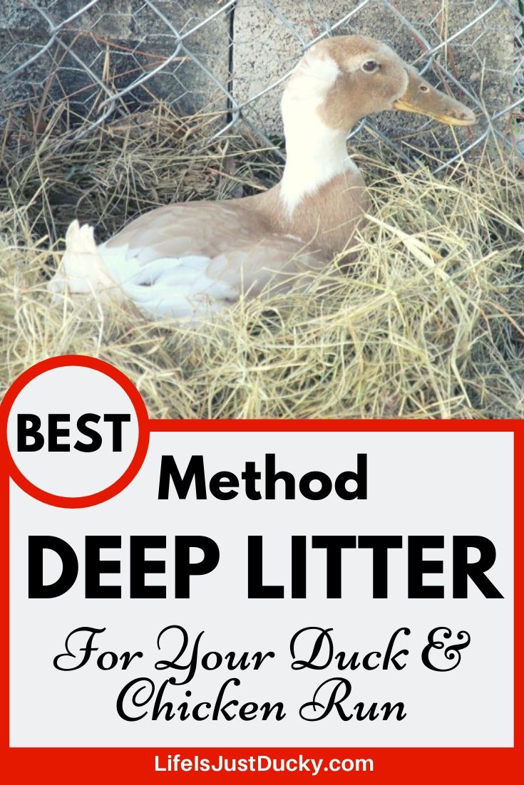 Duck in the Deep Litter Method