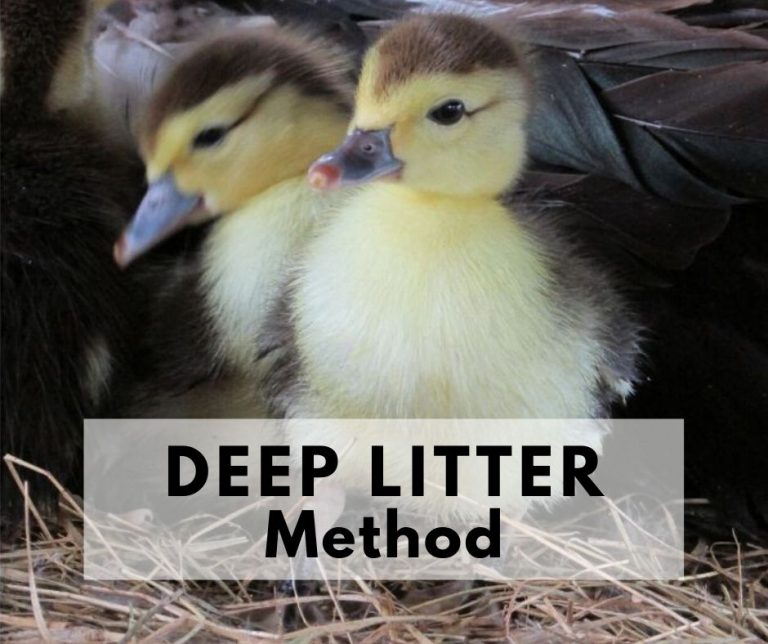 Ducklings