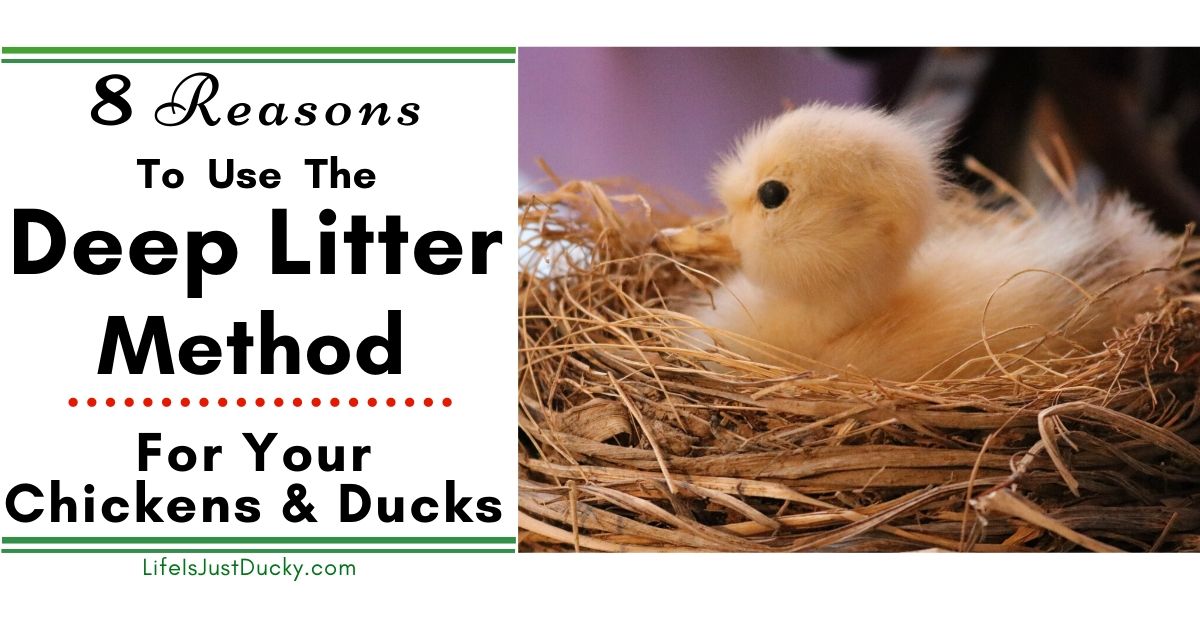 Deep Litter - The Best Method For A Duck And Chicken Run - Life Is Just  Ducky