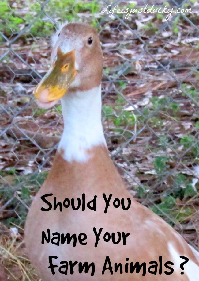 To name or not to name. Should you name your food? Are there advantages? Is there a right answer?