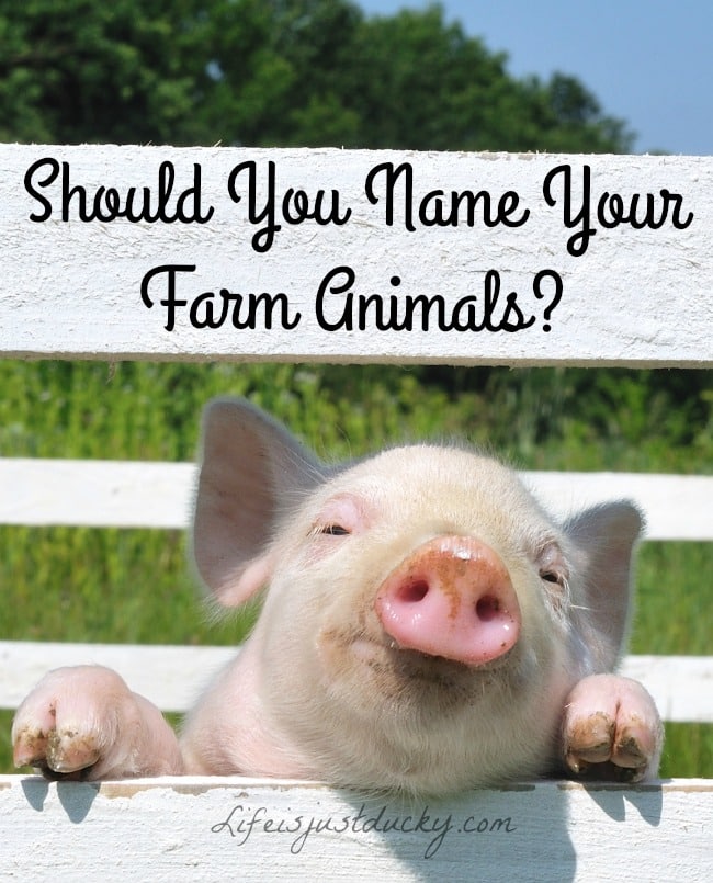 To name or not to name. Should you name your food? Are there advantages? Is there a right answer?