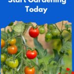 Tomatoes. Reasons to garden.