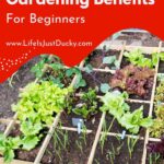 Square foot garden.