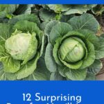 Cabbages.