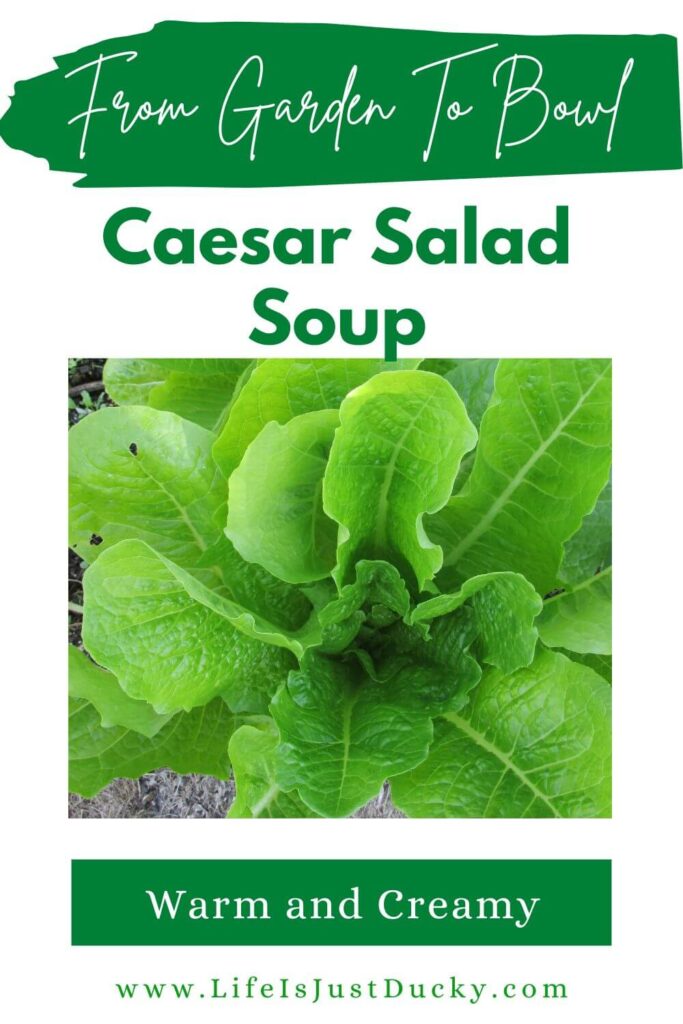 Romaine Lettuce.