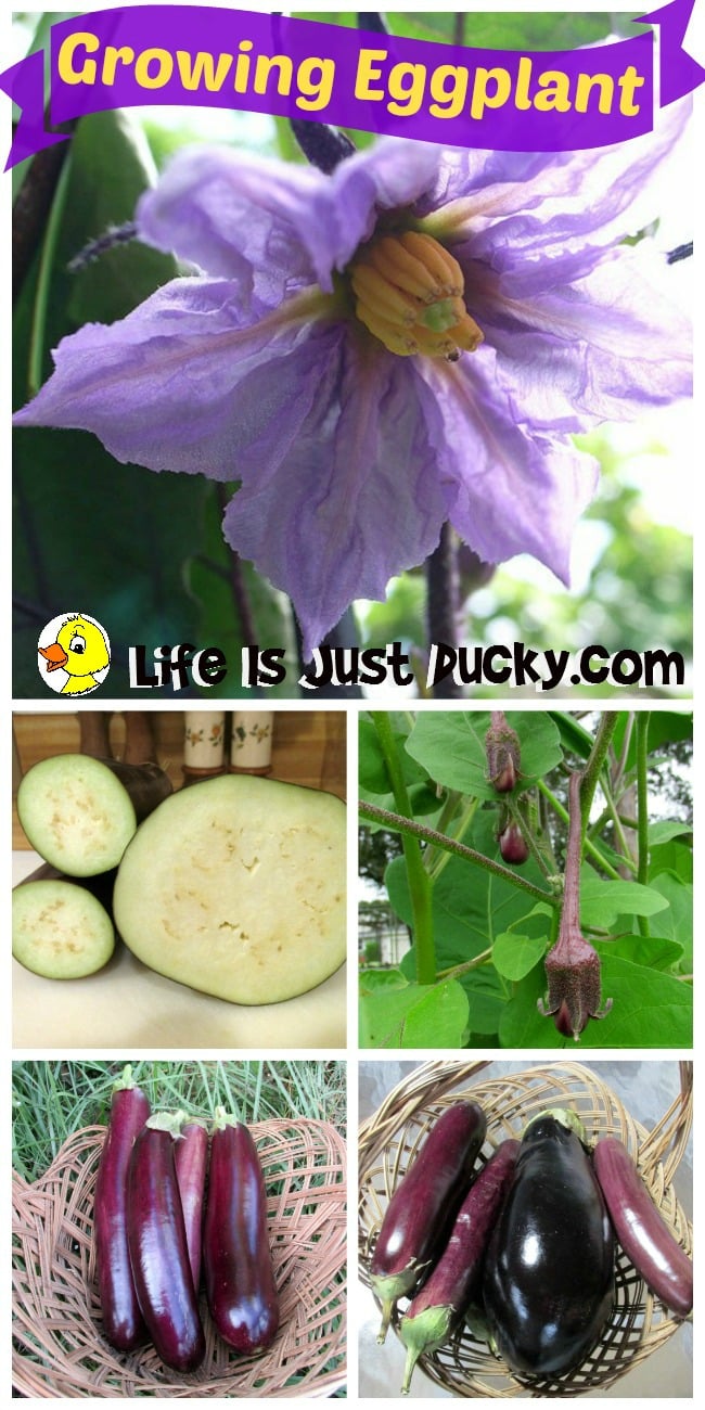 Growing Eggplant - It's not difficult once you know the secrets of what the plant likes. But what are they? And what do I do with them once you've grown them?