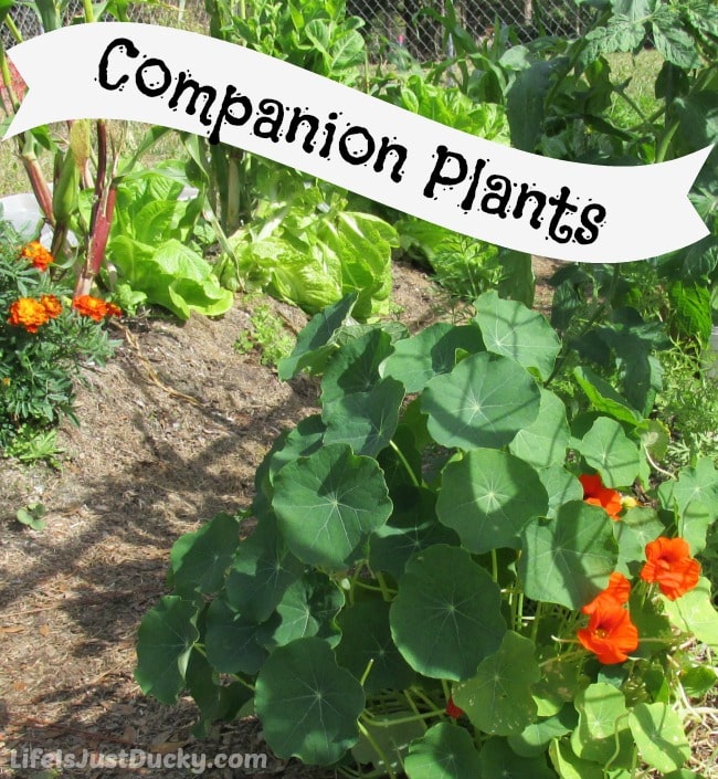 Companion Plants - What are they and what do they do? Here are my favorite four and why.