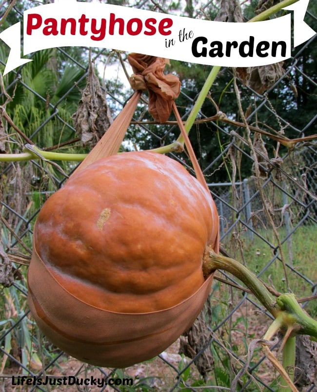 pantyhose in the garden? -vertical garden techniques. - Life Is