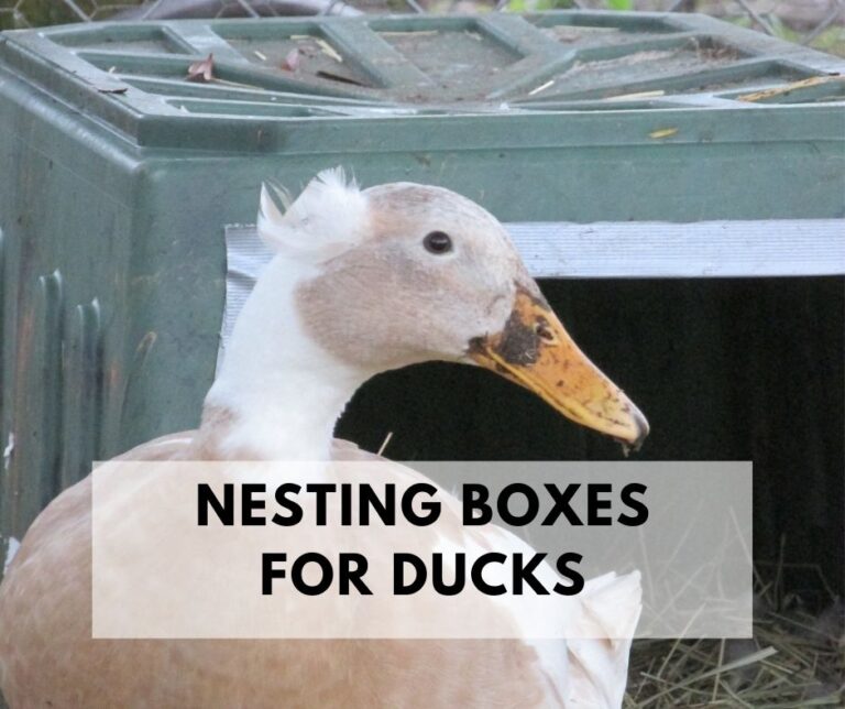 Nesting boxes for ducks.