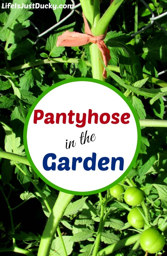 Pantyhose in the Garden? You bet! There are a lot of uses for pantyhose, T-shirts or other stretchy materials. Great for tying up tomatoes or making a sling for a pumpkin.