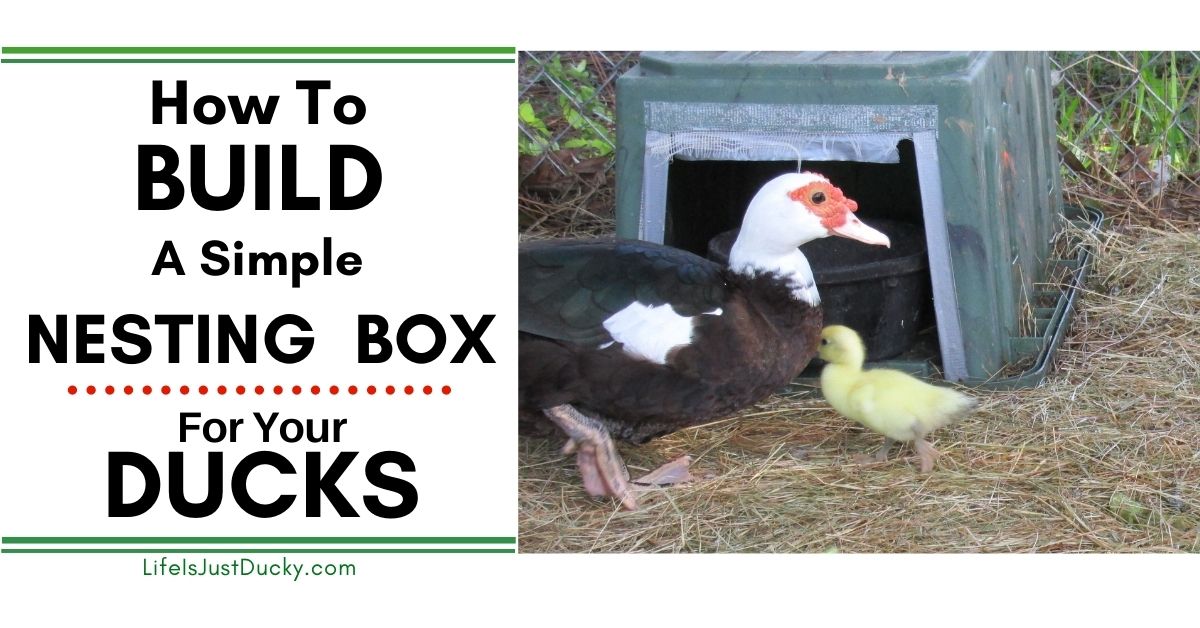 Nesting boxes for ducks.