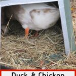 Make your own nesting boxes for ducks.