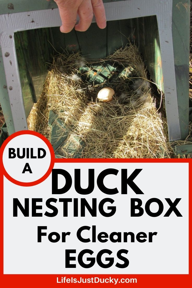 Nesting boxes for ducks with egg