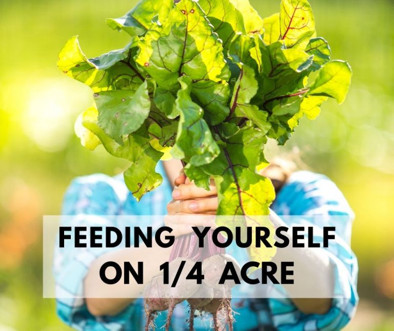 Feeding Yourself On 1/4 Acre.