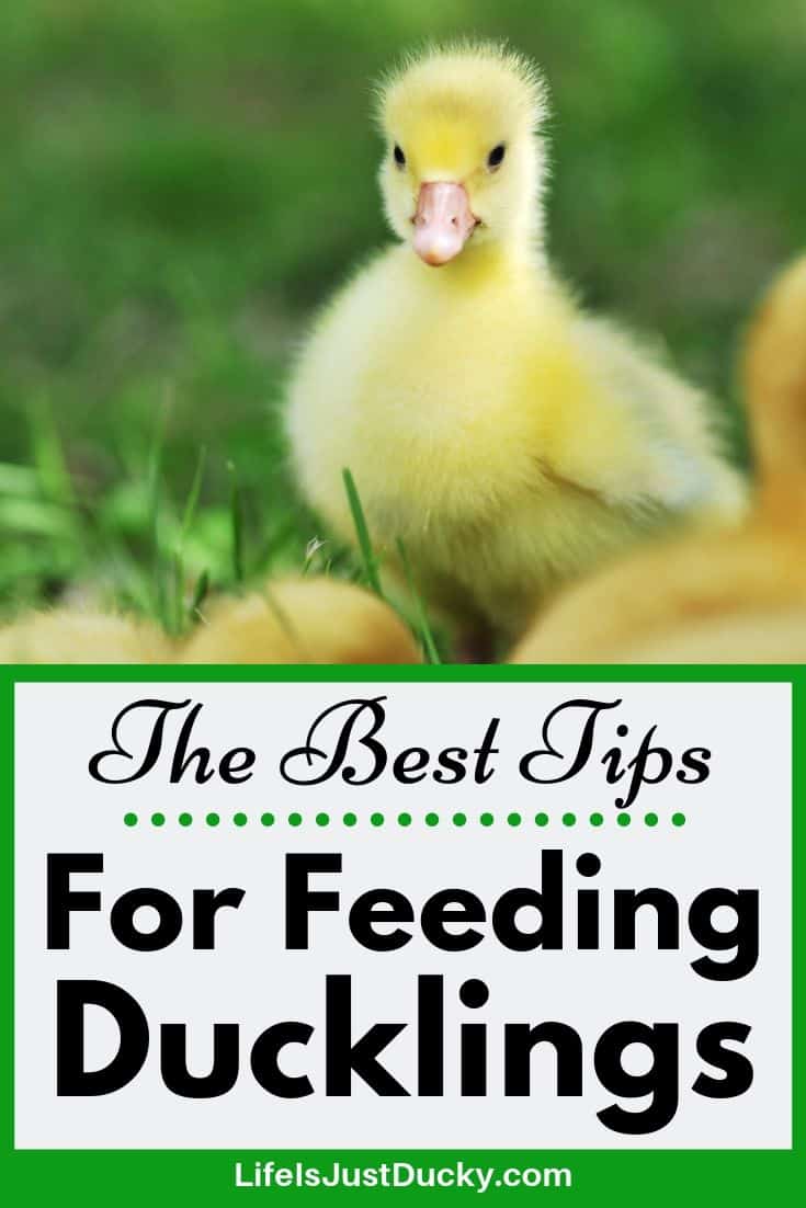 What To Feed Ducklings For Happy Healthy Baby Ducks. - Life Is Just Ducky