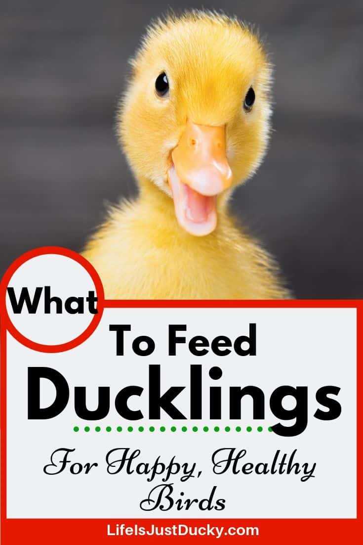 What To Feed Ducklings For Happy Healthy Baby Ducks. - Life Is Just Ducky