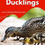 What To Feed Ducklings