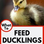 What To Feed Ducklings