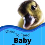 What To Feed Ducklings