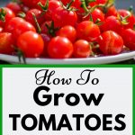 Cherry Tomatoes