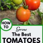 Tomatoes