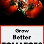 Tomatoes
