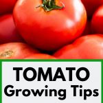 Tomatoes