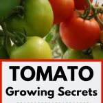 tomatoes