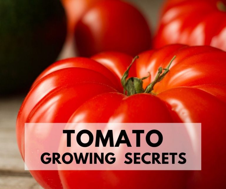Tomato