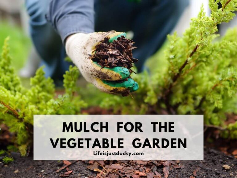Mulch For The Vegetable Garden