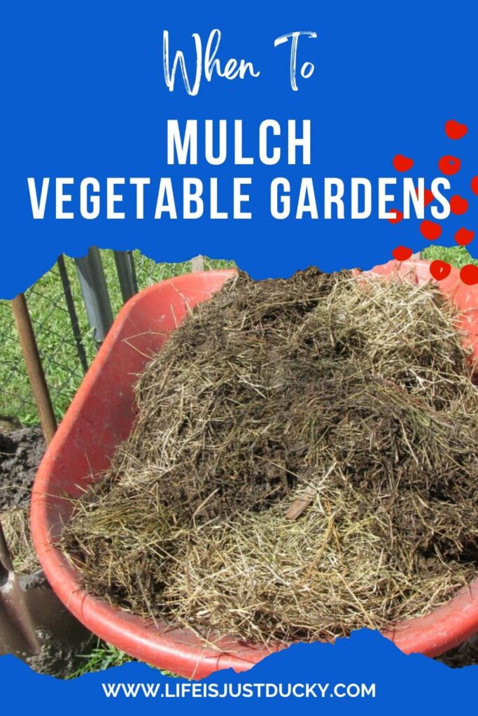 Wheelbarrow full of mulch.