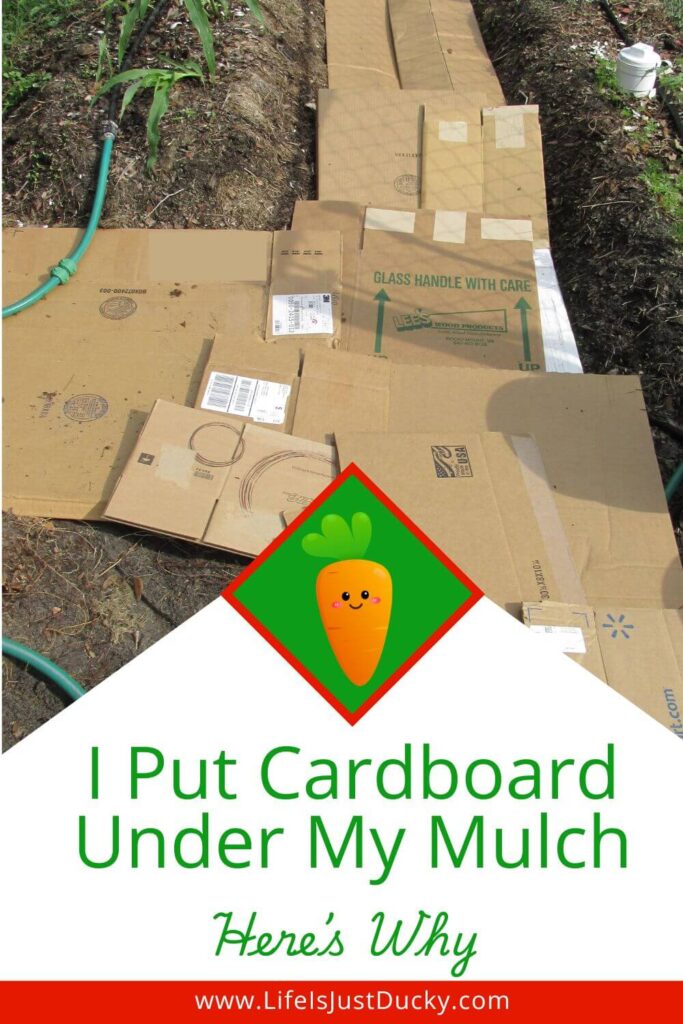 Cardboard in the garden.