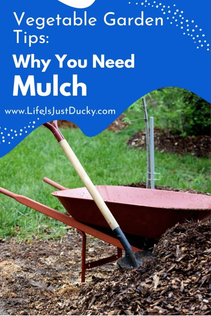 Wheelbarrow full of mulch.