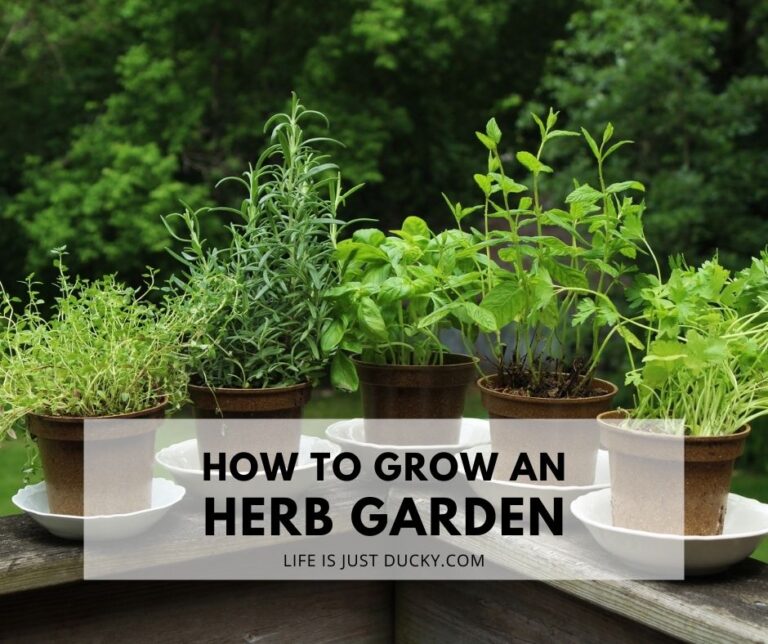 How To Start An Herb Garden.