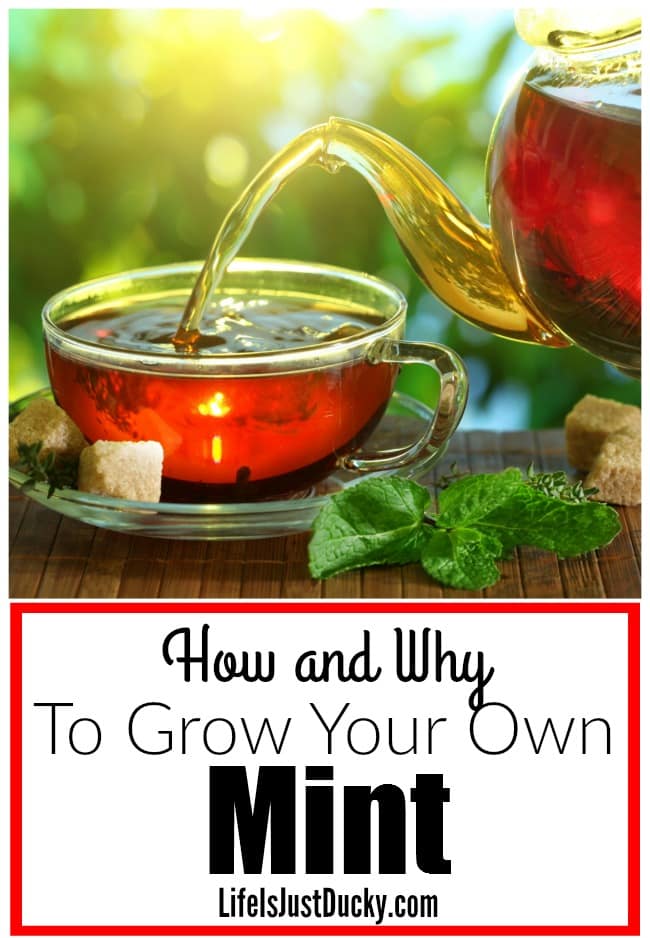 You should be growing mint in your own herb garden. Just one plant will provide you with enough mint leaves for all your needs. Whether they are picking the leaves to put in your drinks or spicing up vegetables or making a medicinal tea. There are so many benefits to having fresh mint around.
