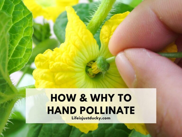 Pollinating a flower by hand.