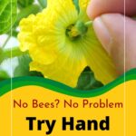 Hand Pollinating.