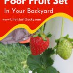 How to pollinate strawberries.