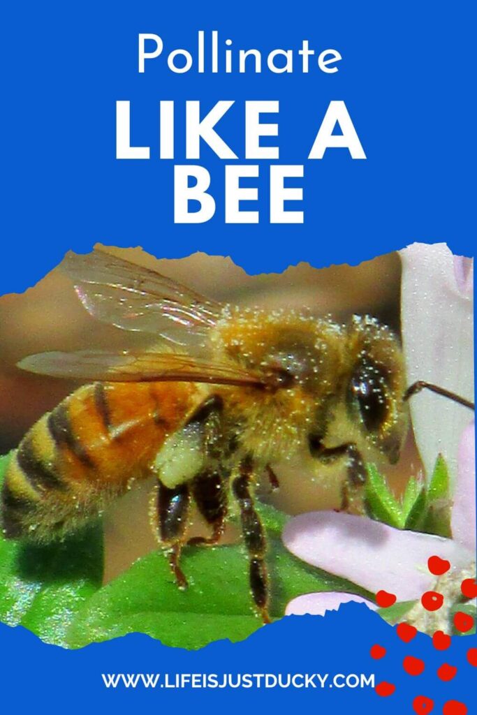 A bee with pollen on it.