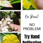 Hand pollination.