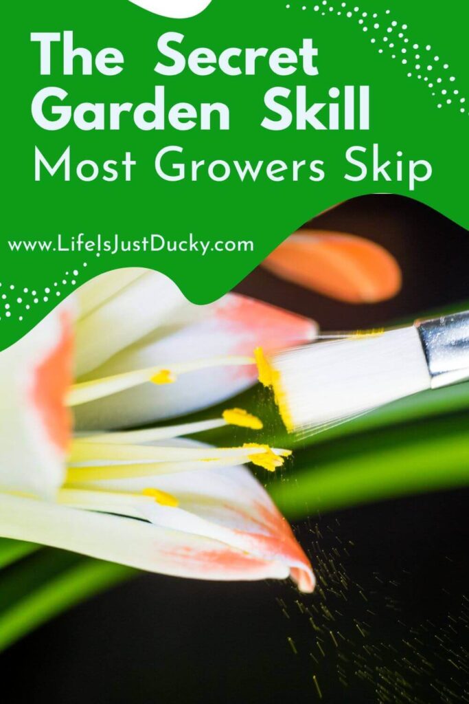 Hand Pollination with a paint brush.