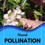 Hand Pollination.