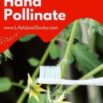 Pollinating with a toothbrush.