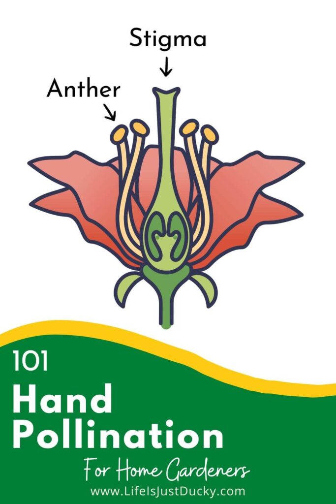 Parts of a flower