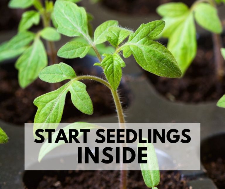 Start Seedlings Inside